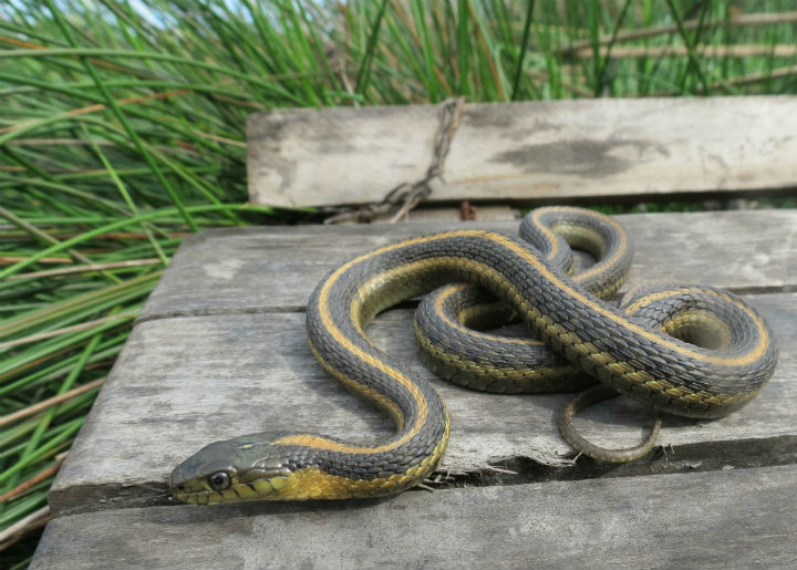 Aquatic Intergrade Garter Snake.